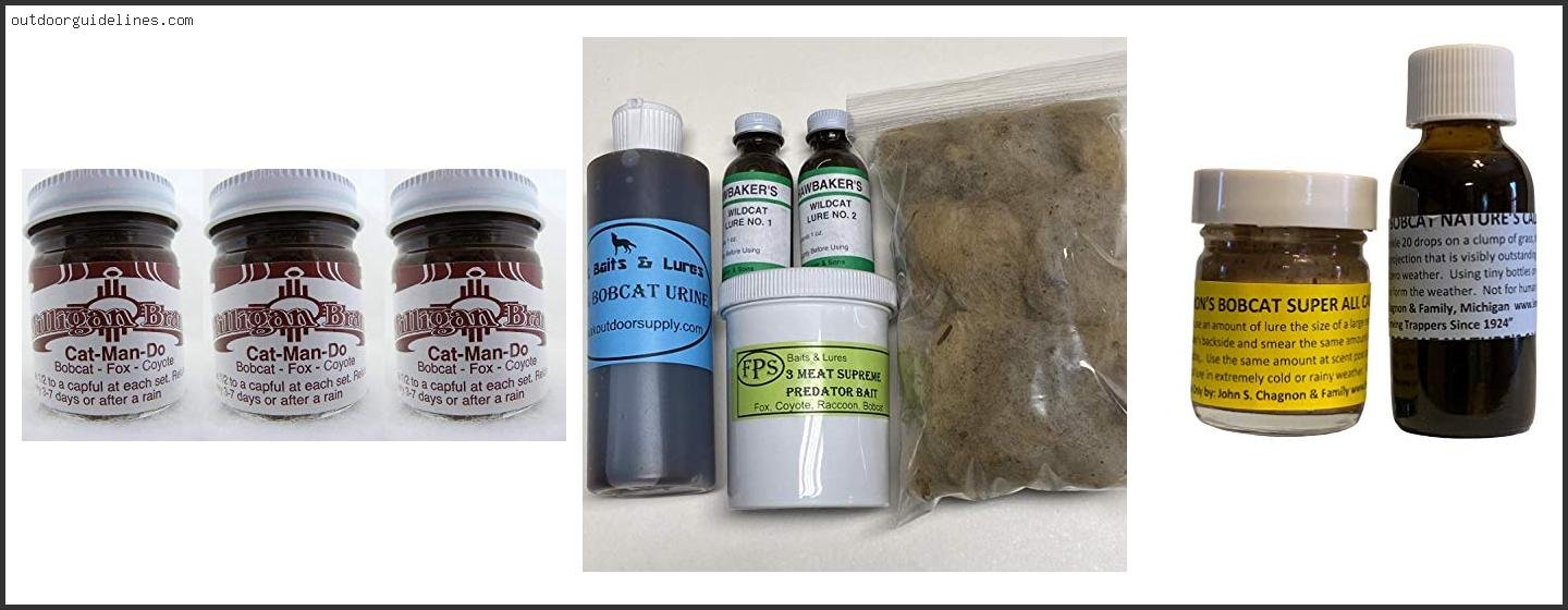 Best Bobcat Bait For Trapping